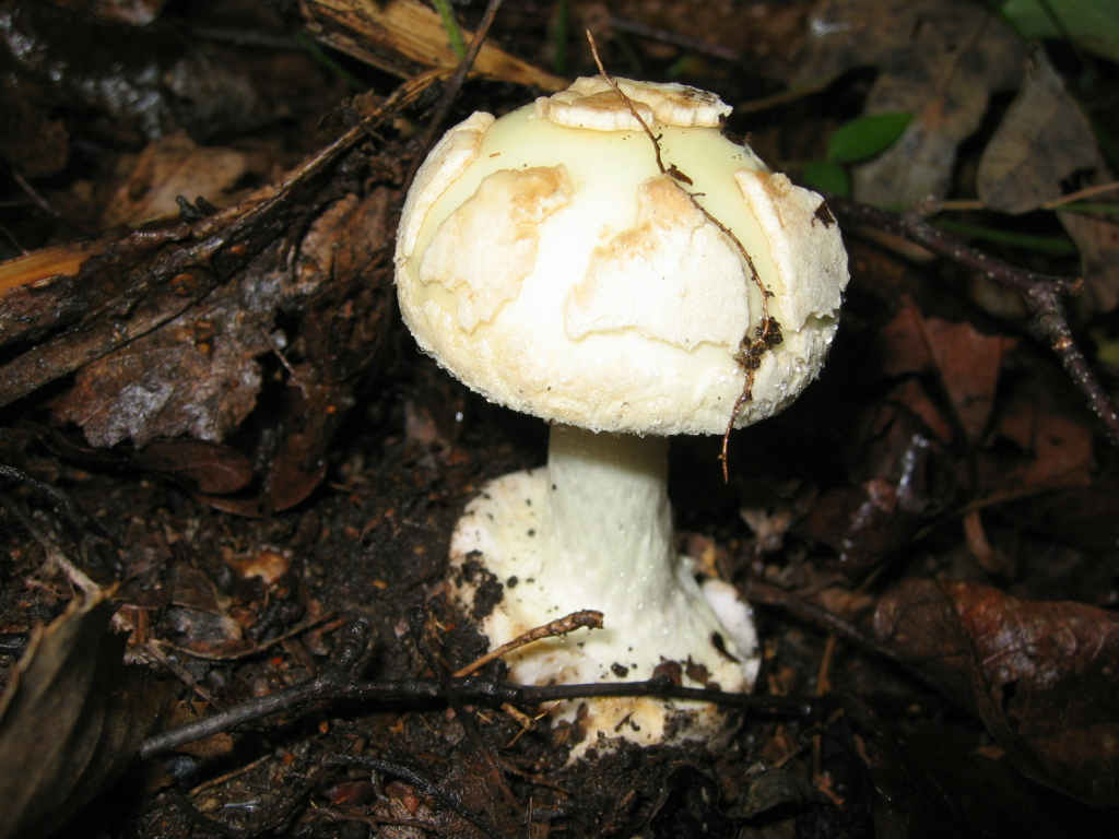 2005 :  Un anno di funghi
